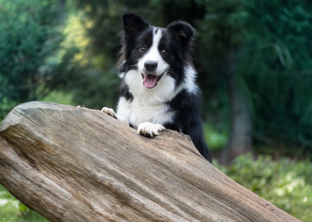 #1. Border collie